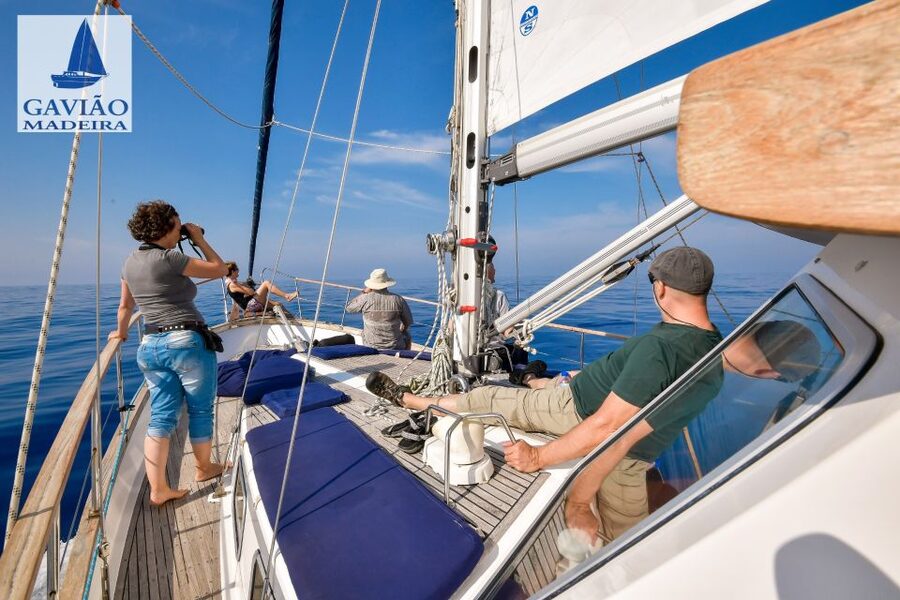 Funchal: Dolphin and Whale Watching Sailing Trip - A relaxed ride back to Funchal