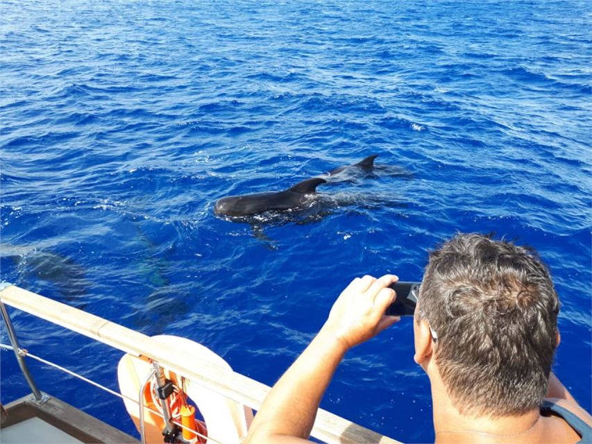 Funchal: Dolphin and Whale Watching Sailing Trip - Is $47 a good value?