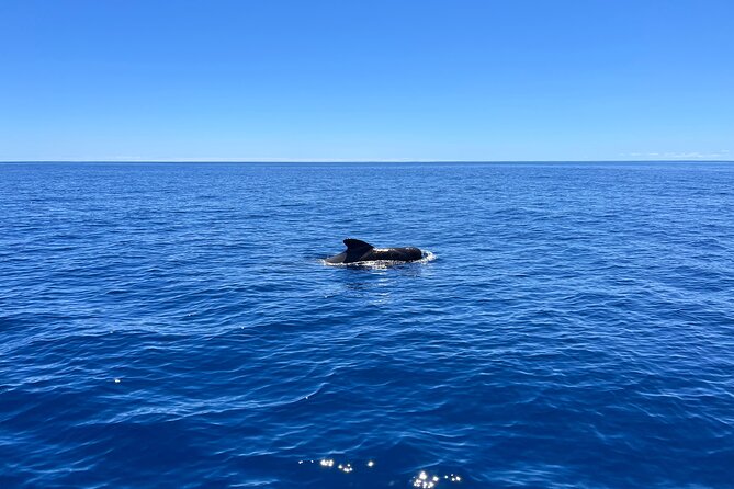 Funchal Half and Full Day Private Sailboat Tour - Swimming in Madeira’s mild Atlantic water