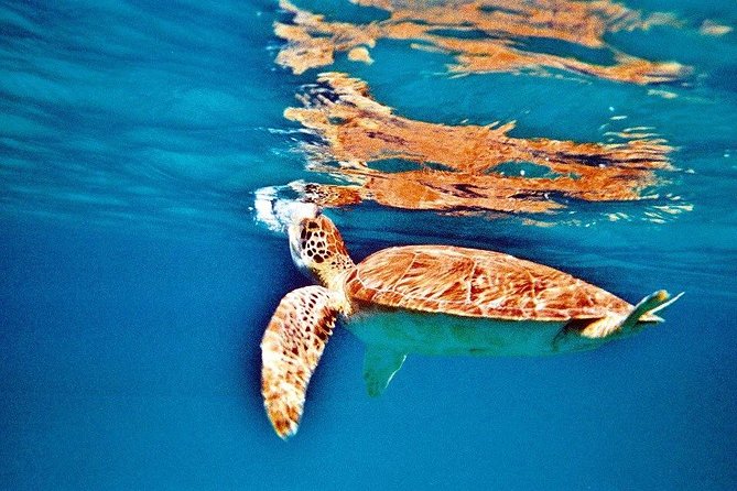 Half Day Sail and Snorkel with the Turtles - FURY as a smaller alternative to a packed catamaran