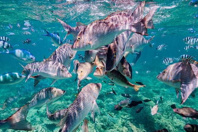 Half Day Sailing and Snorkeling Tour from Coral Bay - Lunch on board, with room for your own food