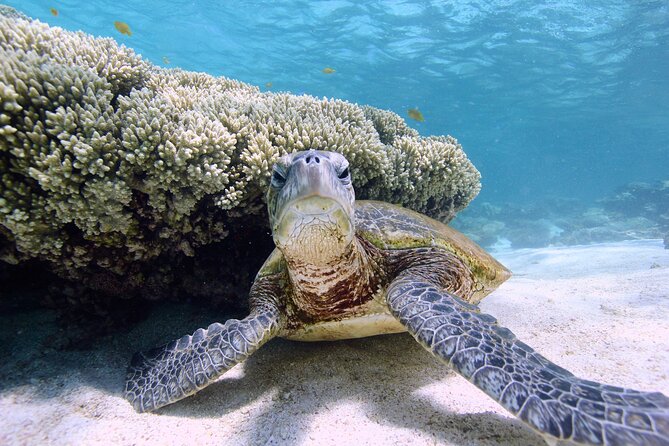 Half Day Sailing and Snorkeling Tour from Coral Bay - The Boomnet finish