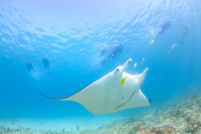 Half Day Sailing and Snorkeling Tour from Coral Bay - How the group size affects the outing