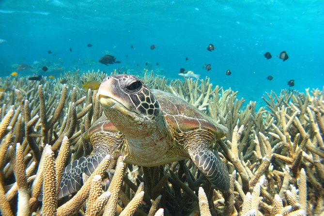 Half Day Sailing and Snorkeling Tour from Coral Bay - Is $132.69 good value?