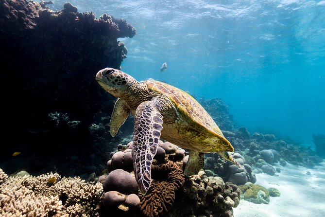 Half Day Sailing and Snorkeling Tour from Coral Bay - What the four-hour schedule feels like