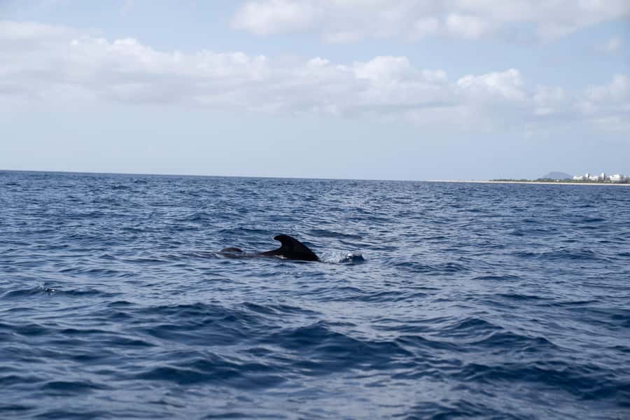Half-Day Sailing Yacht Adventure in Sal Island - 3 hours - What this Sal Island sailing trip is really about