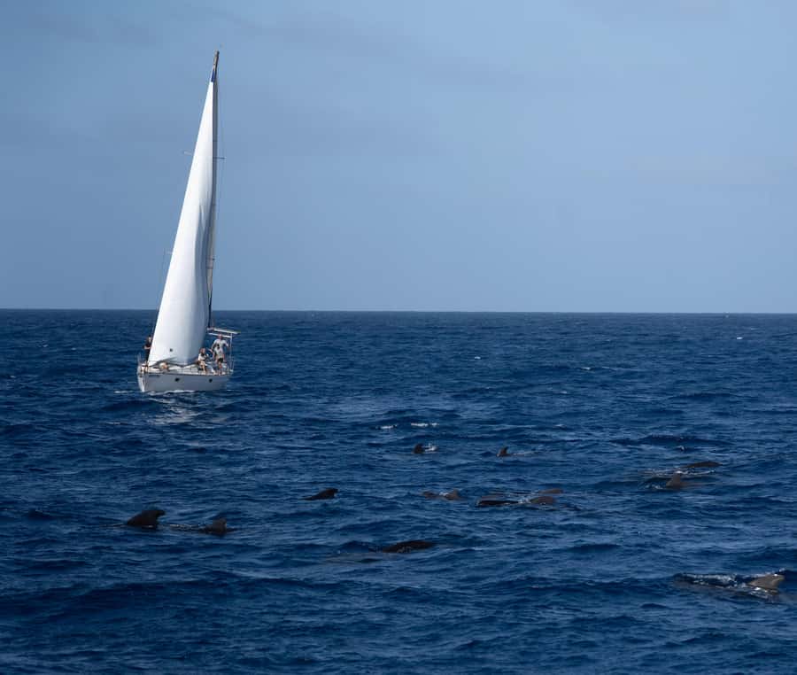 Half-Day Sailing Yacht Adventure in Sal Island - 3 hours - Starting from Santa Maria or Bikini Beach
