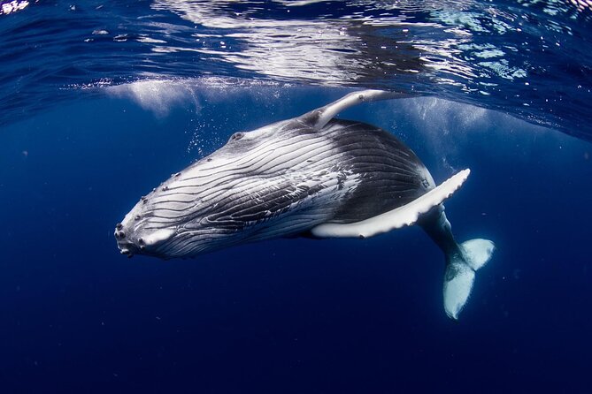 Half Day Tour : Moorea Snorkeling & Sailing on a Catamaran named Taboo - Swimming with rays, sharks, and reef fish