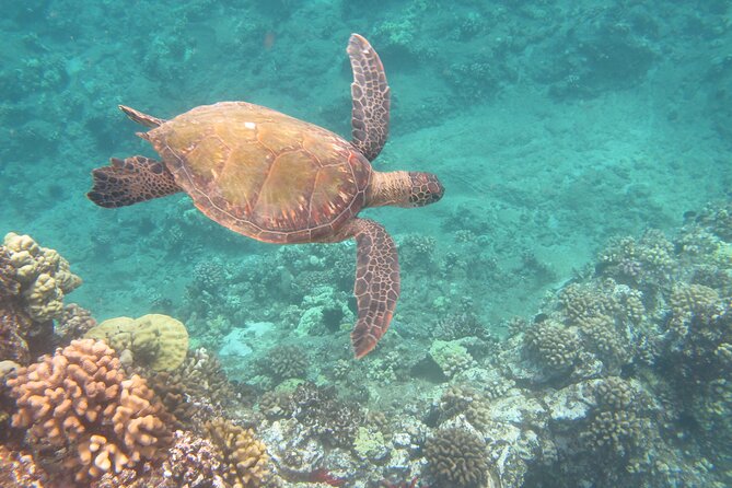 Hawaiian Canoe Sailing Experience in Maui - Why the small group changes the value