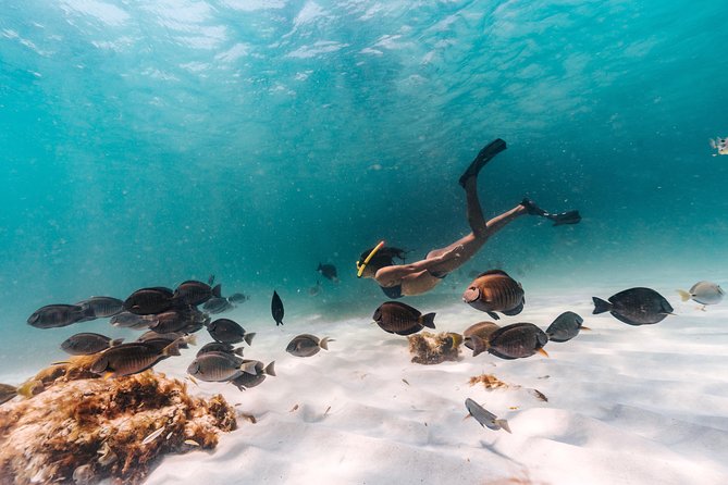 Iconic Aruba Sail and Snorkel Experience - Key points to know before sailing