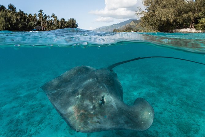 Introduction to sailing and discovering the lagoon - Who will enjoy this canoe trip most