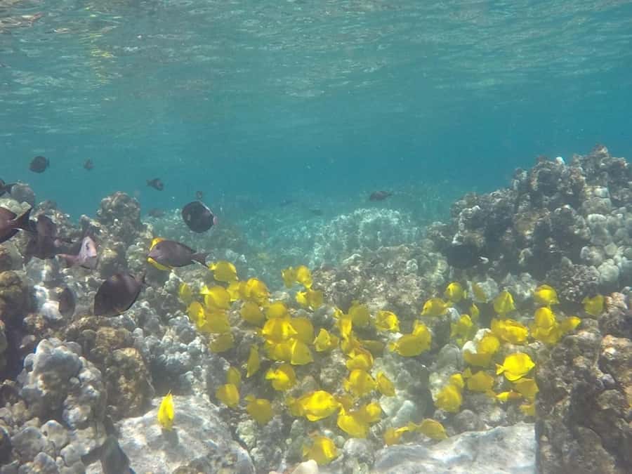 Kailua-Kona: Kealakekua Bay Snorkel and Sail with Lunch - Check-in, parking, and what to bring