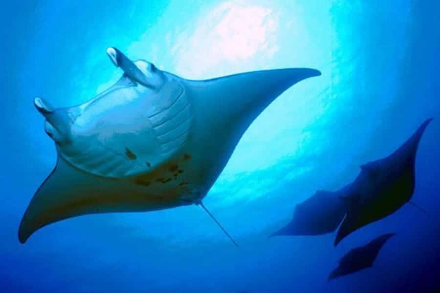 Kailua-Kona: Manta Ray Snorkeling and Sunset Sailing Cruise - Check-in is at the KONASTYLE Hawaii store