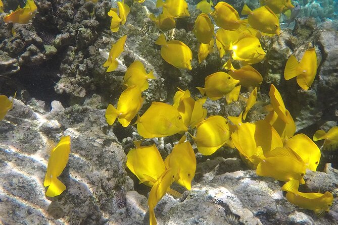 Kealakekua Bay (Captain Cook Monument) Snorkel and Sail Adventure - What the catamaran ride feels like