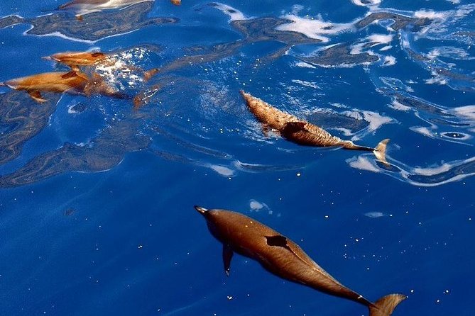 Kealakekua Bay (Captain Cook Monument) Snorkel and Sail Adventure - Lunch after the snorkel session
