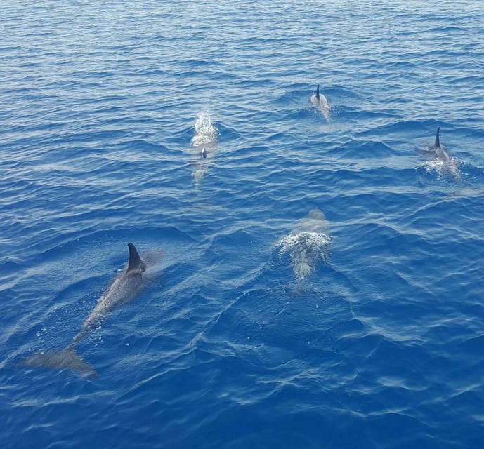 Key West: Afternoon Catamaran Sail and Dolphin Watch - What the strongest praise tells you