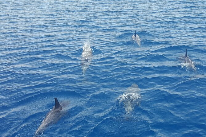 Key West's Favorite Afternoon Dolphin Sail - Setting out from Key West’s Historic Seaport