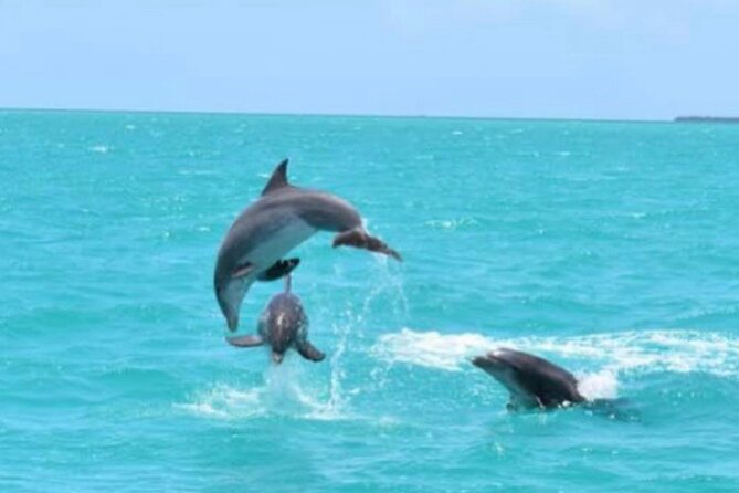 Key West's Favorite Afternoon Dolphin Sail - The dolphin search and what you might see