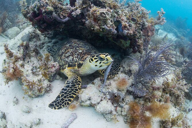 Key West Sail and Snorkel Day Trip from Fort Lauderdale - Who should book this Fort Lauderdale day trip