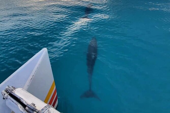 Key West Sunset Sail: Dolphin Watching, Wine, and Tapas - What this Key West sunset sail is really like