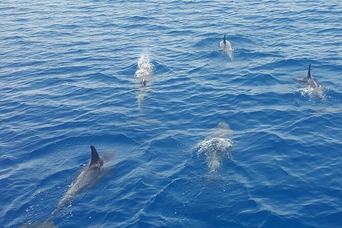 Key West Sunset Sail: Dolphin Watching, Wine, and Tapas - Weather, motion, and the sunset trade-off