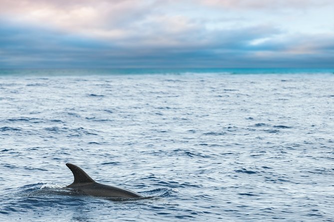 Key West Sunset Sail: Dolphin Watching, Wine, and Tapas - Looking for dolphins along Key West’s water