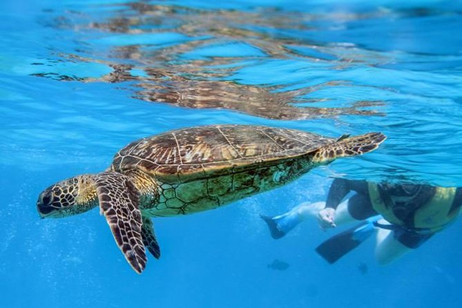 Ko Olina Catamaran Sail and Snorkel with Lunch - Snorkeling above the reef
