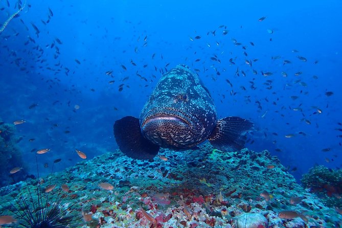 Koh Samui 2-Dive Trip to Sail Rock for certified divers - Why Sail Rock is Koh Samui’s big underwater outing