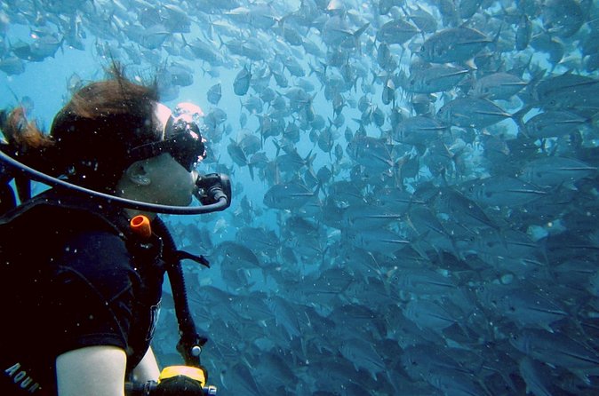 Koh Samui 2-Dive Trip to Sail Rock for certified divers - Fish, coral, and the chance of a whale shark