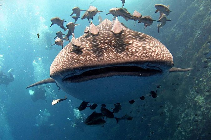 Koh Samui 2-Dive Trip to Sail Rock for certified divers - The guide can matter more than the fish
