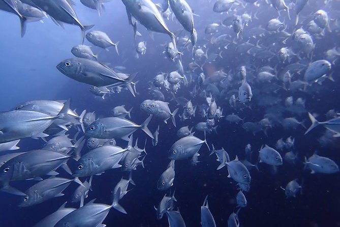 Koh Samui 2-Dive Trip to Sail Rock for certified divers - What the $180.91 price includes