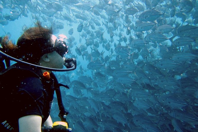 Koh Samui 2-Dive Trip to Sail Rock for certified divers - What happens at Sail Rock