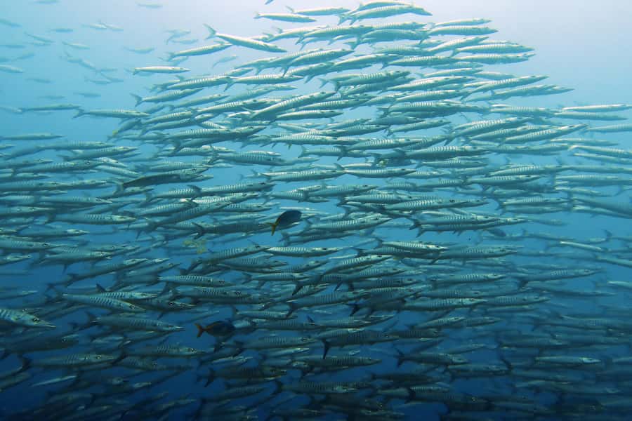 Koh Samui: Day Trip Diving at Sail Rock - Key points before you book