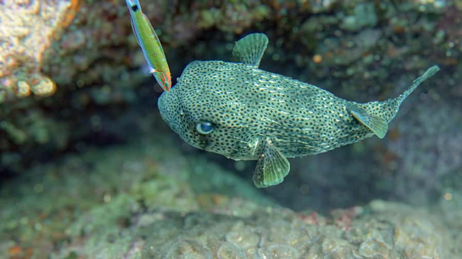 Koh Samui: Day Trip Diving at Sail Rock - The boat ride to Sail Rock takes about one hour