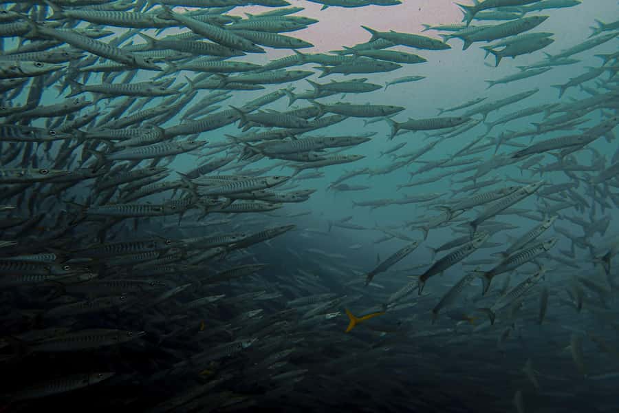 Koh Samui: Day Trip Diving at Sail Rock - Lunch on the boat keeps the schedule focused
