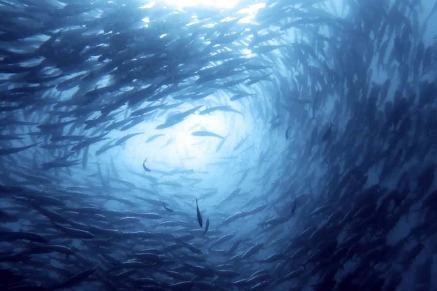 Koh Samui: Day Trip Diving at Sail Rock - Who should choose this experience?