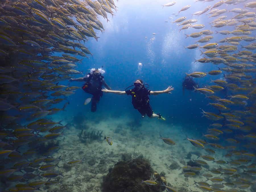 Koh Samui: Discovery Dive to Koh Tao or Sail Rock - Key points to know before booking
