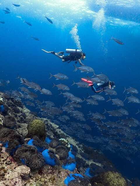 Koh Samui: Discovery Dive to Koh Tao or Sail Rock - The strongest reasons to go