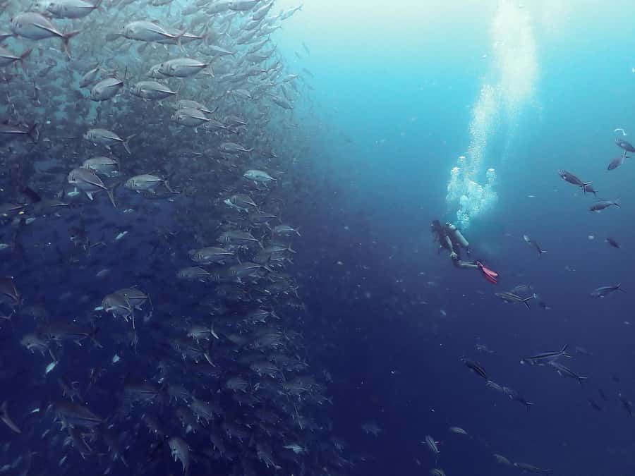 Koh Samui: Dive Tour to Sail Rock - Why Sail Rock is Koh Samui’s big underwater outing