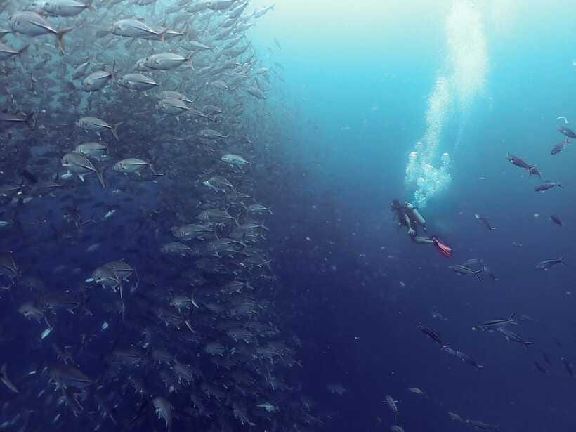 Koh Samui: Dive Tour to Sail Rock - Two 50-minute underwater sessions