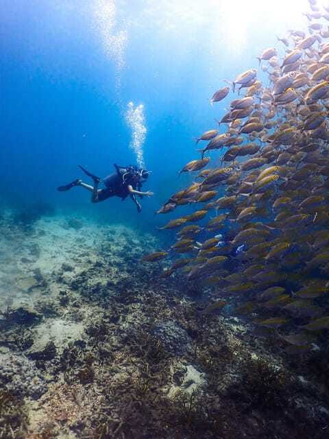 Koh Samui: Dive Tour to Sail Rock - Who should book this Sail Rock trip?