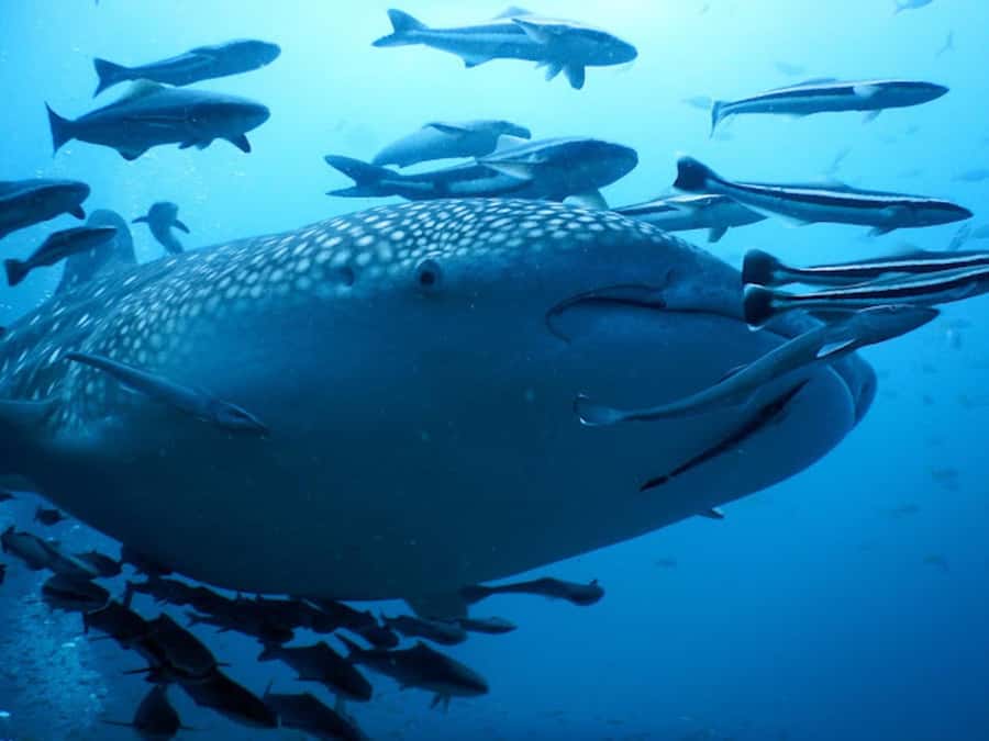 Koh Samui: Dive Tour to Sail Rock - The morning transfer from Koh Samui
