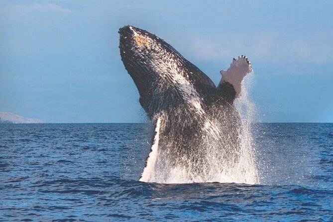 Kona Deluxe Catamaran Whale Watch - Key Points at a Glance