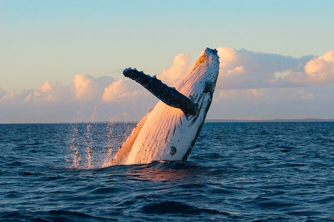 Kona Deluxe Catamaran Whale Watch - Setting Out From Honokohau at 2:15 p.m.