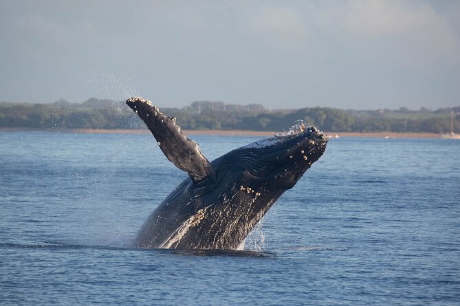 Kona Deluxe Catamaran Whale Watch - Humpback Season and the Whale Guarantee