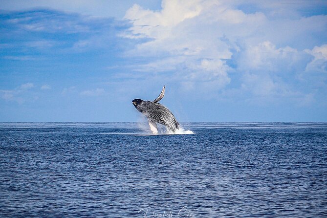 Kona Deluxe Catamaran Whale Watch - Drinks, Shade, and the Social Side of the Trip