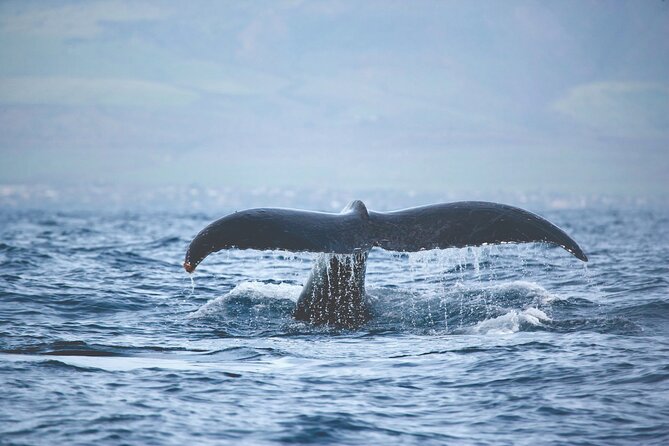 Kona Deluxe Catamaran Whale Watch - Who Will Enjoy This Kona Whale Watch?