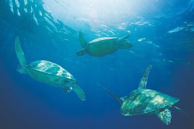 Kona Luxury Catamaran Yacht Snorkel & Sail - The Crew Is a Big Part of the Product