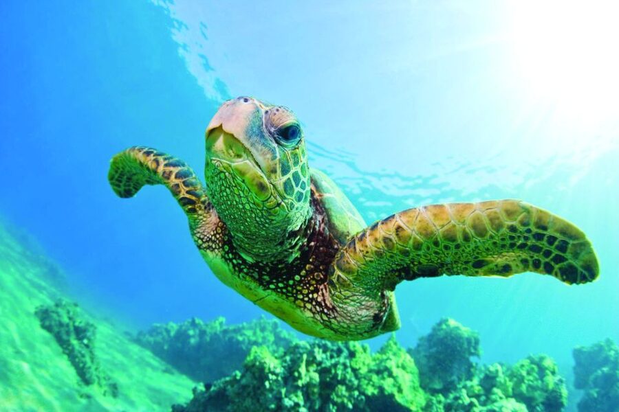 Kona Turtle Snorkel Sail with Lunch and Drinks - Who should book this Kona sail?
