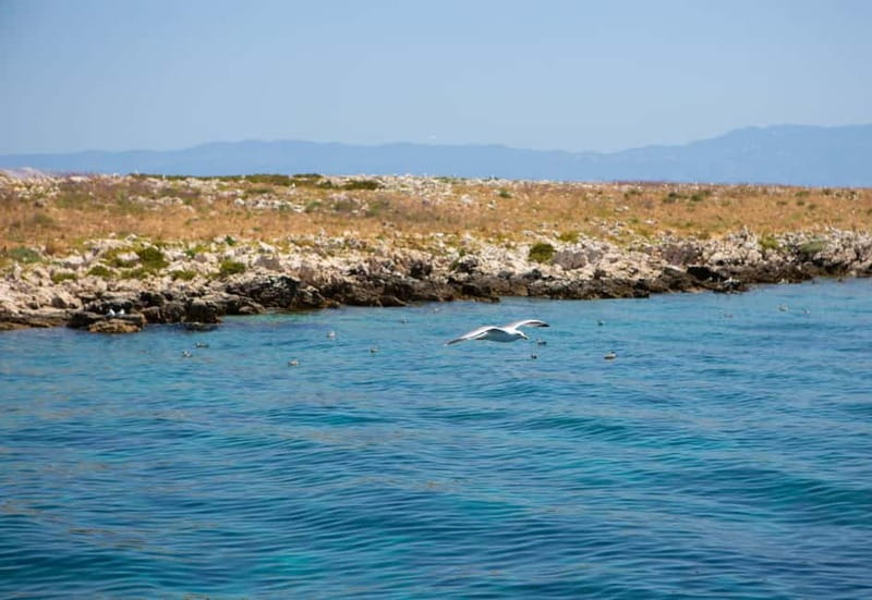 Krk : Sailing along the coasts of island Krk and Plavnik - Kormat, the island of seagulls